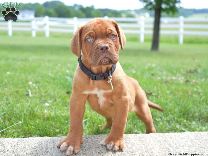 Dogue De Bordeaux/French Mastiff Puppies for Sale