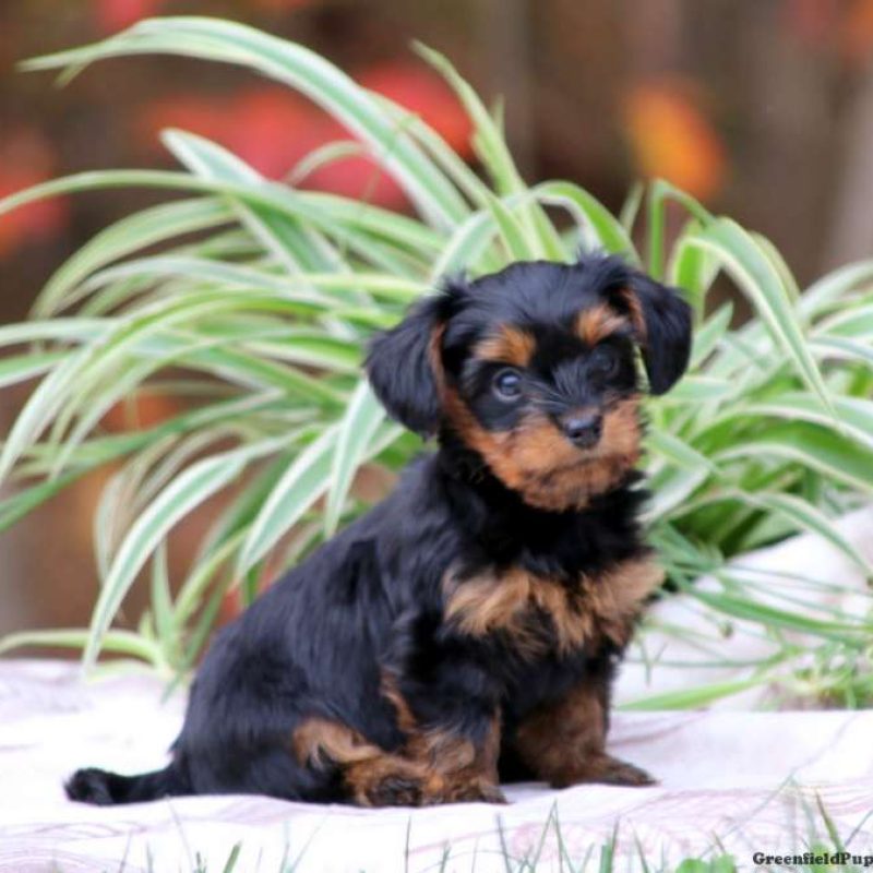 Dorkie Puppies For Sale | Greenfield Puppies