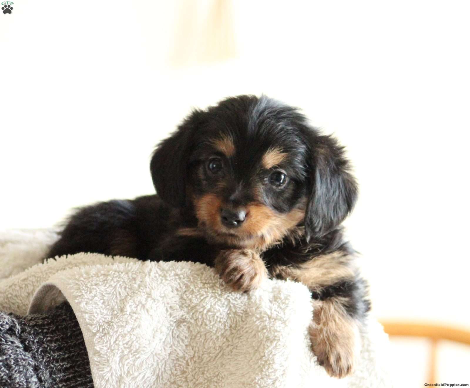 Dorkie puppy - Dachshund Yorkshire Terrier mix