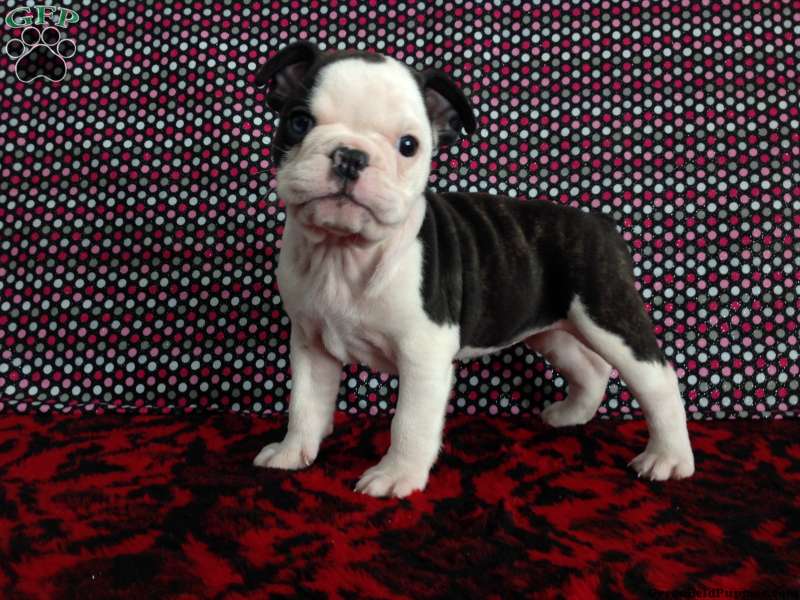 Boston-Bulldog Puppies For Sale | Greenfield
