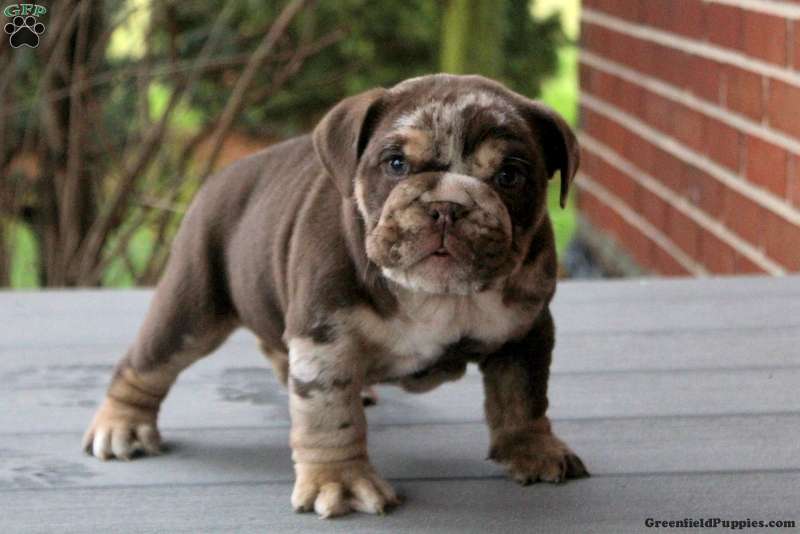English Bulldog Chocolate Lab Mix