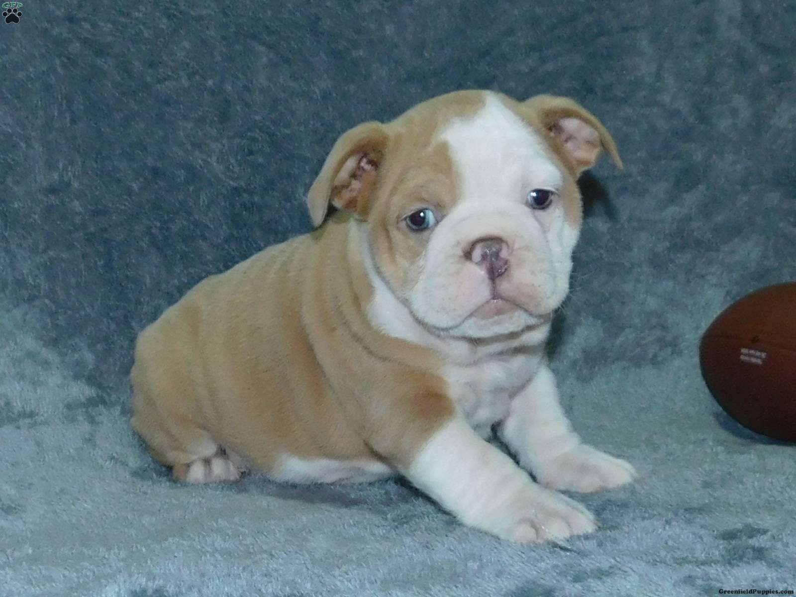 English Bulldog Mix Puppies For Sale | Greenfield Puppies