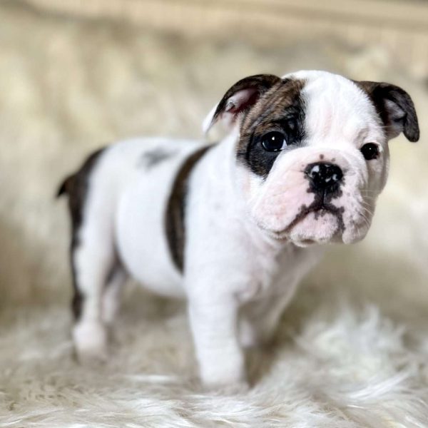 Fjernelse pelleten dø English Bulldog Mix Puppies For Sale | Greenfield Puppies