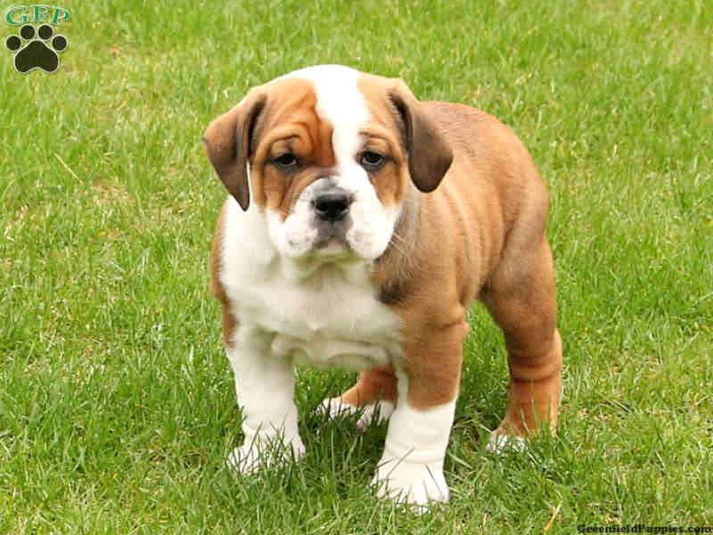 English Bulldog Mix Puppies For Sale