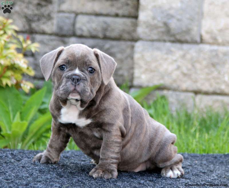 Pedigree british bulldog puppies for sale best sale