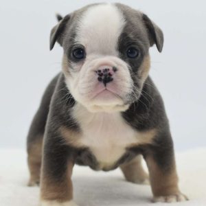 English Bulldog Mix