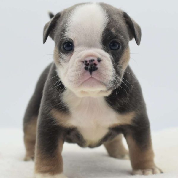 English Bulldog Mix