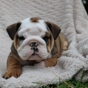 English Bulldog