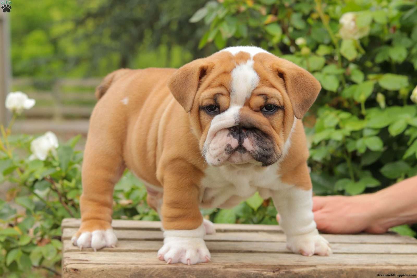English Boston Bulldog Puppies For Sale Greenfield Puppies English Boston Bulldog Puppies For Sale Greenfield Puppies
