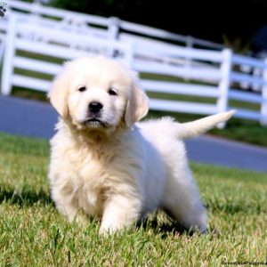 Golden Retriever-English Cream