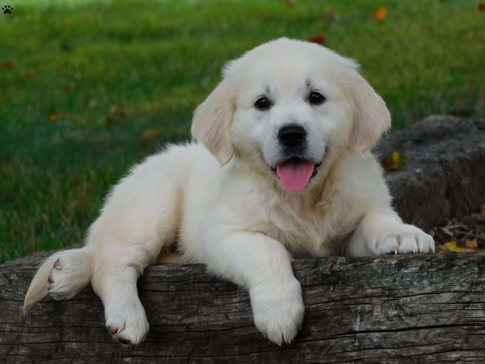 English Cream Golden Retriever Puppies For Sale GFP English Cream Golden Retriever Puppies For Sale GFP