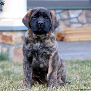 how much does an english mastiff puppy cost