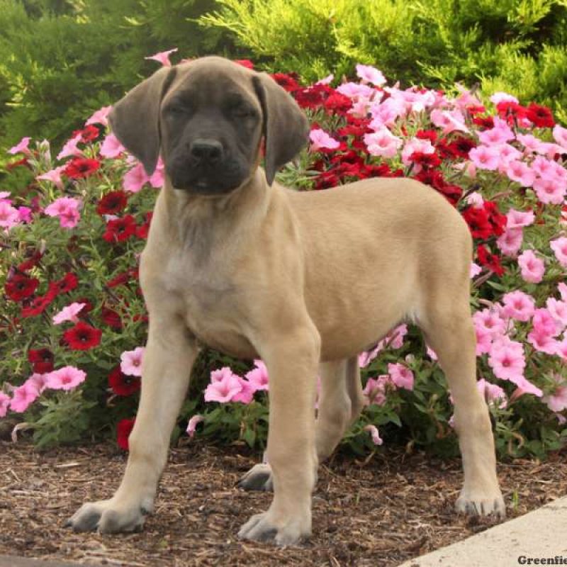 English Mastiff Mix Puppies for Sale | Greenfield Puppies