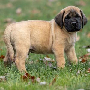 English Mastiff