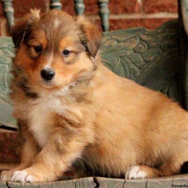 English Shepherd Puppy