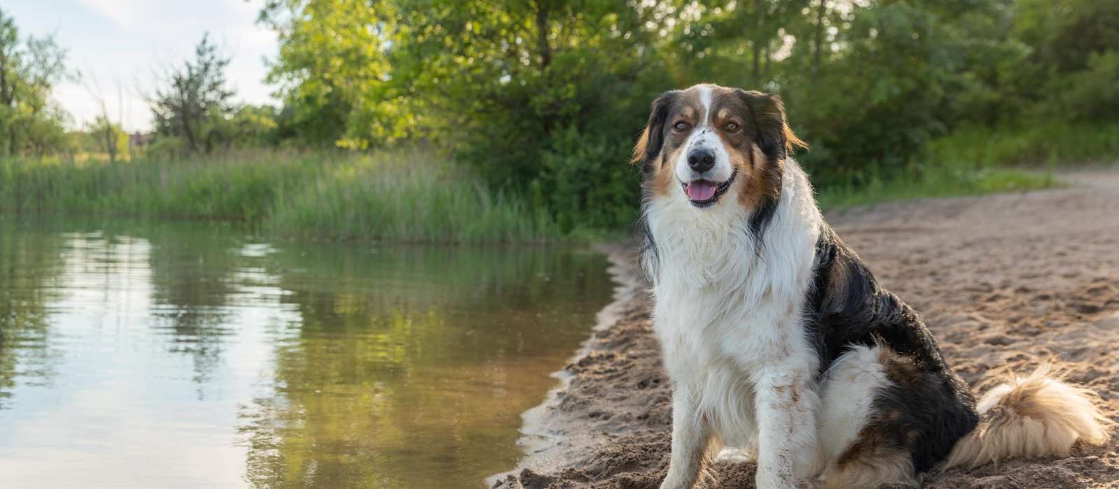 English Shepherd