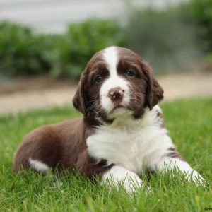 English Springer Spaniel