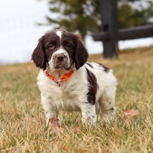 English Springer Spaniel