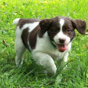 English Springer Spaniel