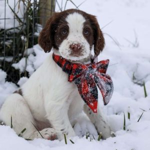 English Springer Spaniel