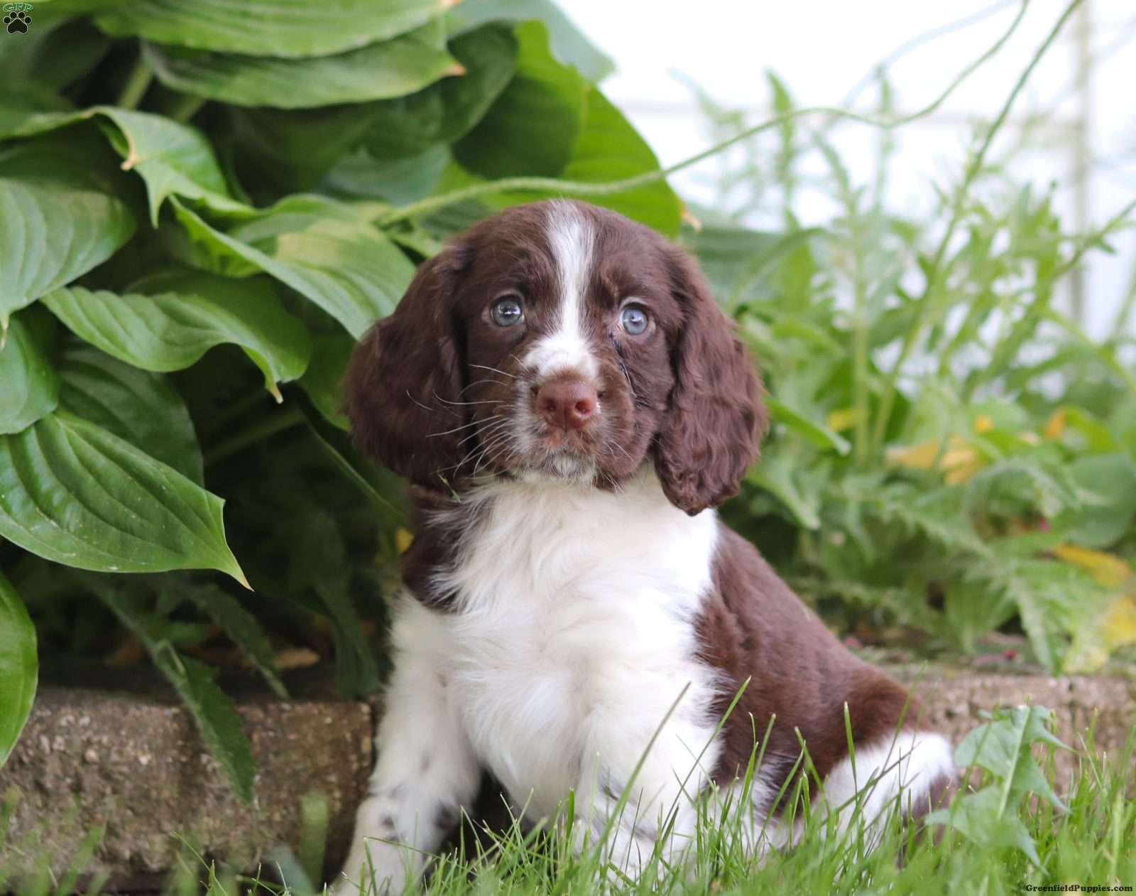 English Springer Spaniel Puppies For Sale Greenfield Puppies English Springer Spaniel Puppies For Sale Greenfield Puppies
