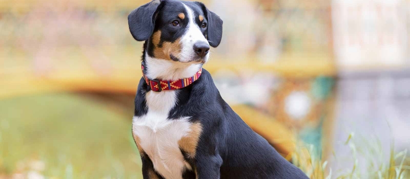 Entlebucher Mountain Dog Puppies For Sale | Greenfield Puppies