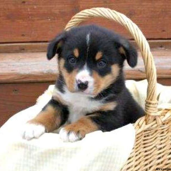 Entlebucher Mountain Dog Puppy