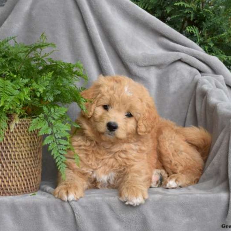 Eskipoo Puppies For Sale Greenfield Puppies