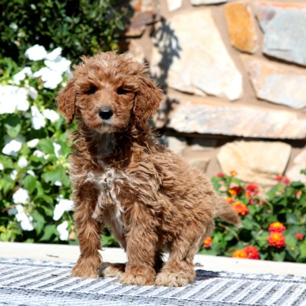 Goldendoodle