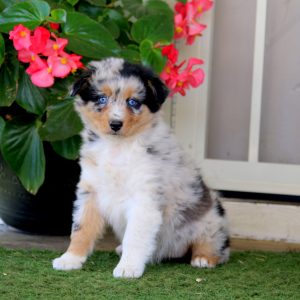 Australian Shepherd