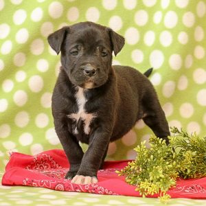 Boxador Puppies For Sale | Greenfield Puppies