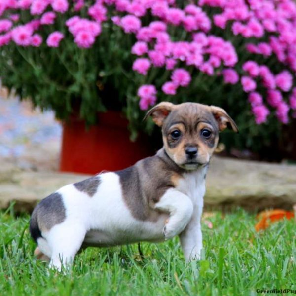 Fox Terrier Mix