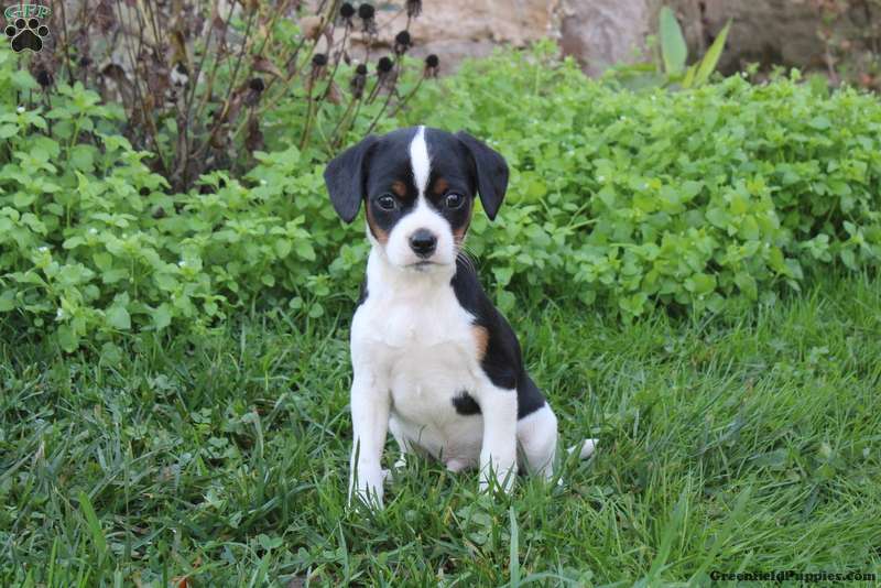 uddybe Garderobe sikkerhed Fox Terrier Mix Puppies For Sale | Greenfield Puppies