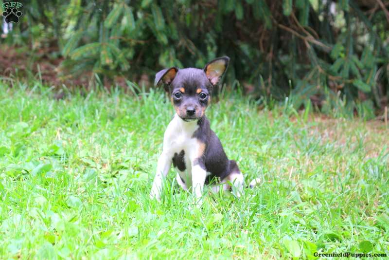 Smooth Fox Terrier Puppies For
