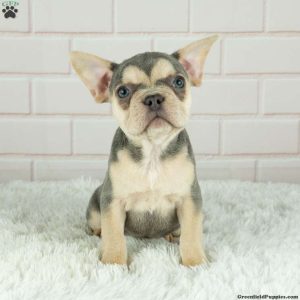 Current featured breed: French Bulldog
