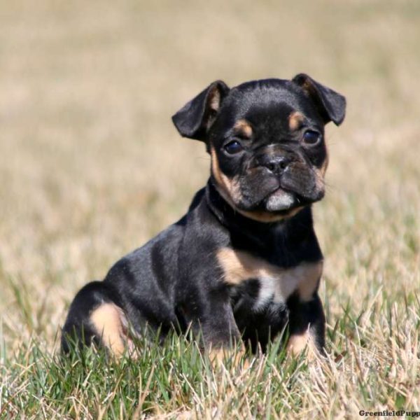 ven jeg er syg Trivial French Bulldog Mix Puppies For Sale | Greenfield Puppies