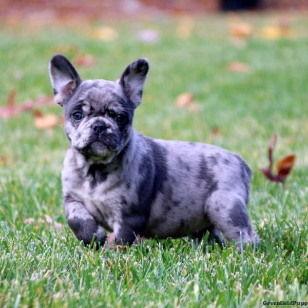 French Bulldog Mix Puppies For