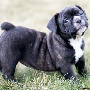 French Bulldog Mix