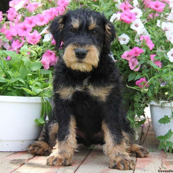 German Hunt Terrier Puppy