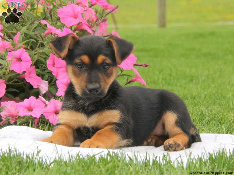 Miniature German Shepherd Puppies for Sale | Greenfield Puppies
