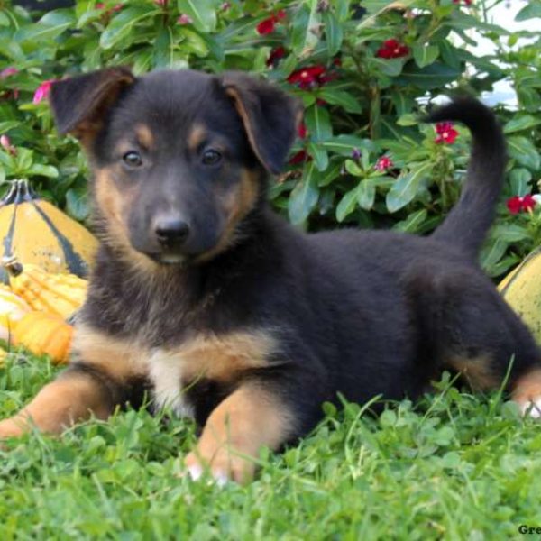 how much does a husky german shepherd mix cost