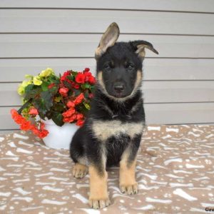 German Shepherd Mix