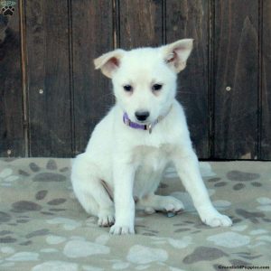 German Shepherd Mix