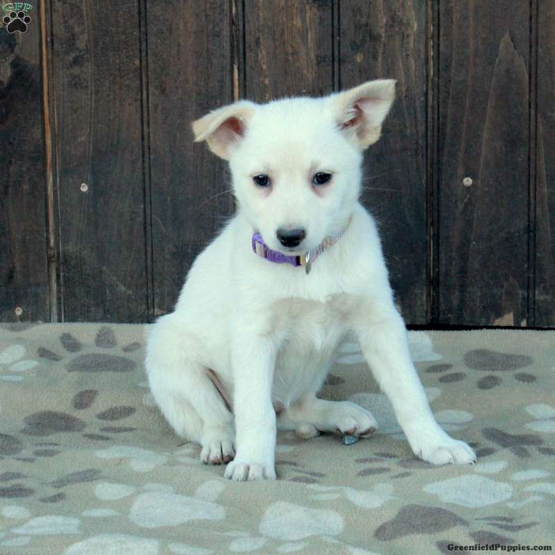 Shepherd Puppy Steel Cross Gsd Colored German Shepherd Puppies Seattle WA Portland OR
