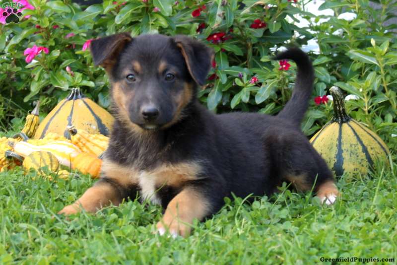 German Shepherd Mix Puppies For Sale | Greenfield Puppies