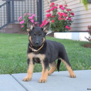 German Shepherd