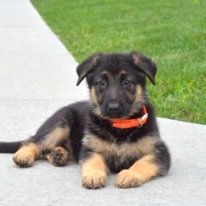 German Shepherd