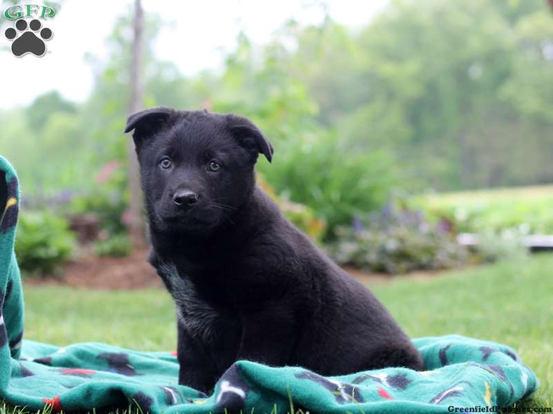 5. Puppies for Sale by Private Owners on Greenfield Puppies - wide 2