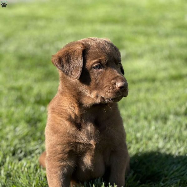 are labrador retriever german shepherd a good mix