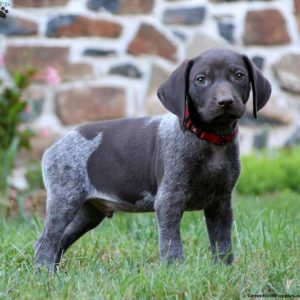 German Shorthaired Pointer Puppies For Sale | Greenfield Puppies